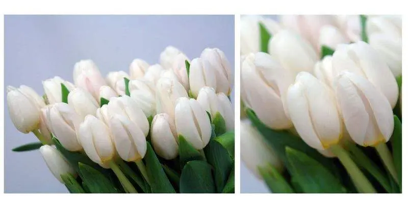 Антарктика