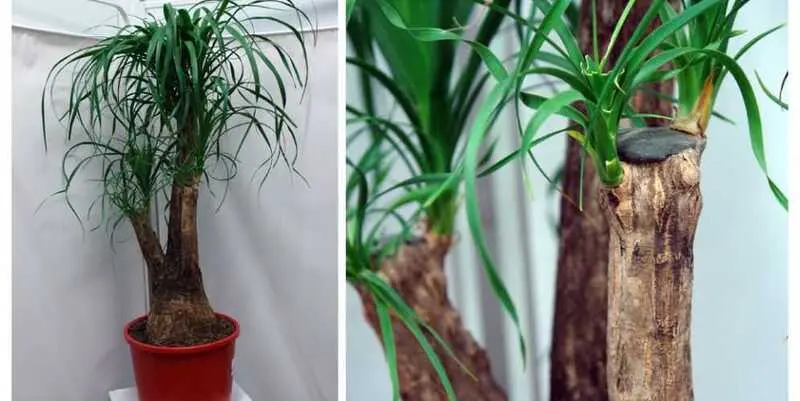 Нолина Штамбовая Д35 Н110