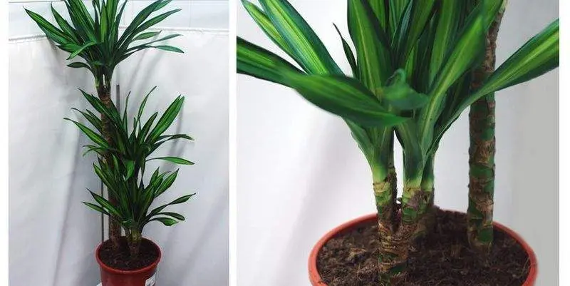 Драцена Фрагранс Рики 3ст. Д21 Н120