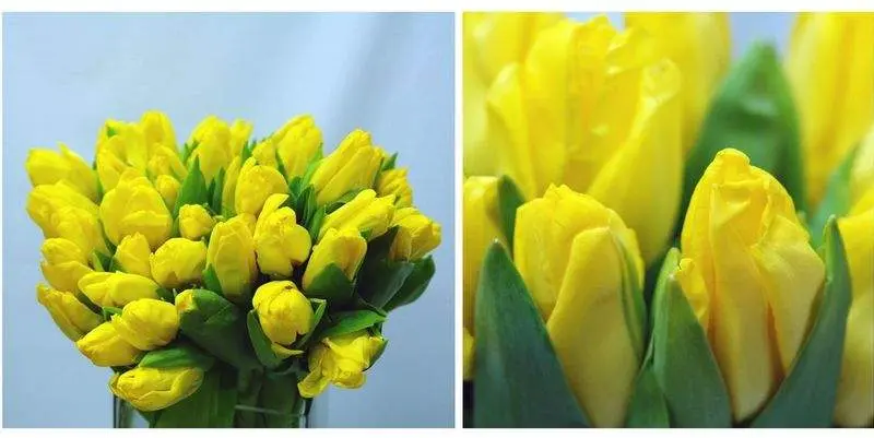 Тюльпан Аграсс Голд