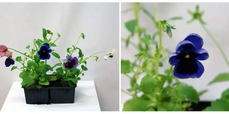 Растение открытого грунта Виола