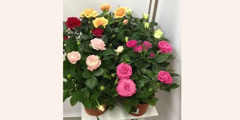 Роза Патио микс Д12