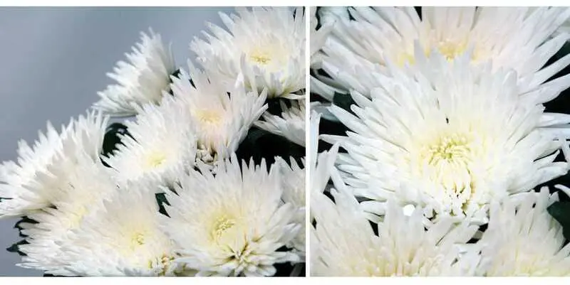 Анастасия Белая